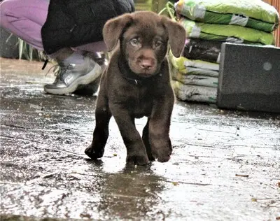 Labrador Welpen - Rüde