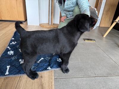 Labrador Welpen - Rüde