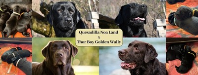 Labrador Welpen - Rüde