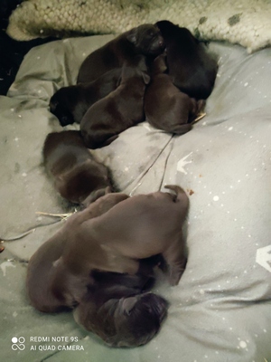 Labrador vom Mussbachhof, Labrador. Welpen - Hündin