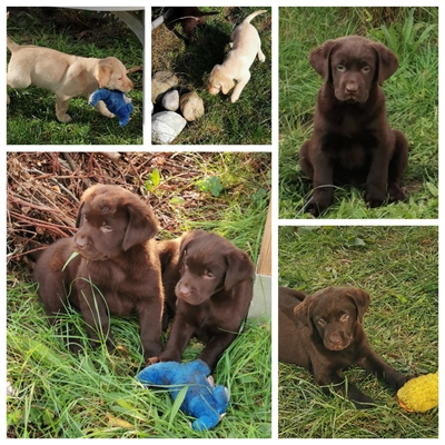 Labradorwelpen: braun und cremeblond mit Ahnentafel (R+H), Labrador x Labrador Welpen - Hündin