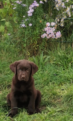 Labradorwelpen: braun und cremeblond mit Ahnentafel (R+H), Labrador x Labrador Welpen - Hündin