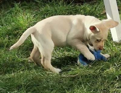 Labradorwelpen: braun und cremeblond mit Ahnentafel (R+H), Labrador x Labrador Welpen - Hündin