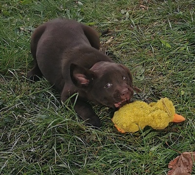 Labradorwelpen: braun und cremeblond mit Ahnentafel (R+H), Labrador x Labrador Welpen - Hündin