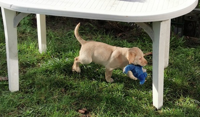 Labradorwelpen: braun und cremeblond mit Ahnentafel (R+H), Labrador x Labrador Welpen - Hündin