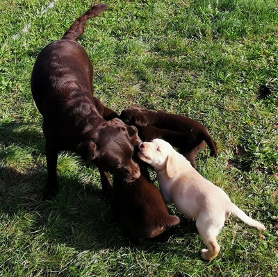 Labradorwelpen: braun und cremeblond mit Ahnentafel (R+H), Labrador x Labrador Welpen - Hündin