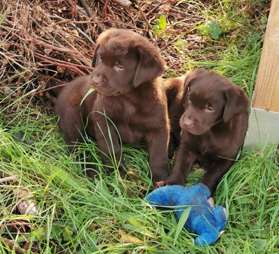 Labradorwelpen: braun und cremeblond mit Ahnentafel (R+H), Labrador x Labrador Welpen - Hündin