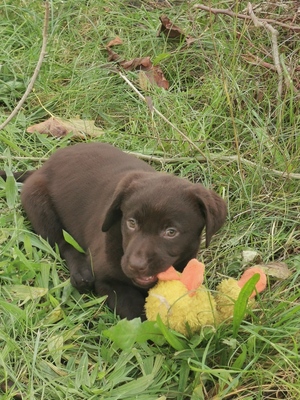 Labradorwelpen: braun und cremeblond mit Ahnentafel (R+H), Labrador x Labrador Welpen - Hündin