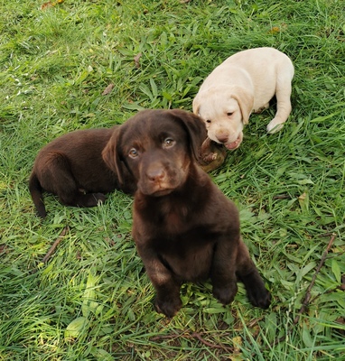 Labradorwelpen: braun und cremeblond mit Ahnentafel (R+H), Labrador x Labrador Welpen - Hündin