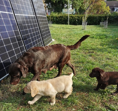 Labradorwelpen: braun und cremeblond mit Ahnentafel (R+H), Labrador x Labrador Welpen - Hündin