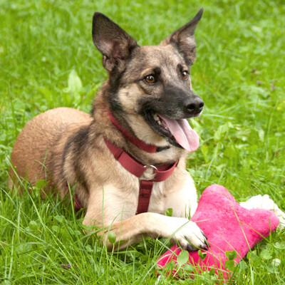 Lacia, Schäfer-Mix - Hündin