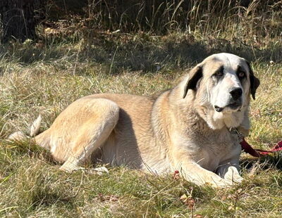 Lady ANNE sucht IHRE Menschen, Mischling - Hündin