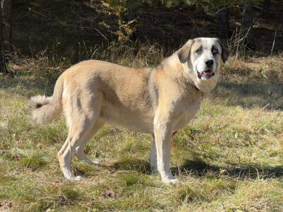 Lady Anne freut sich auf IHRE Familie, Mischling - Hündin
