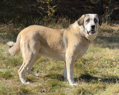 Lady Anne freut sich auf IHRE Familie, Mischling - Hündin