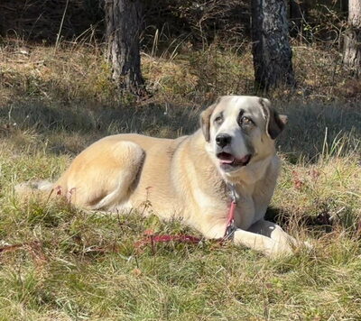 Lady Anne freut sich auf IHRE Familie, Mischling - Hündin