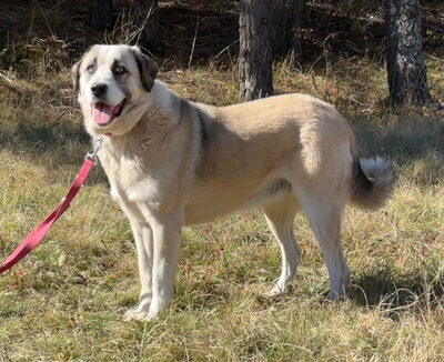 Lady Anne freut sich auf IHRE Menschen, Mischling - Hündin