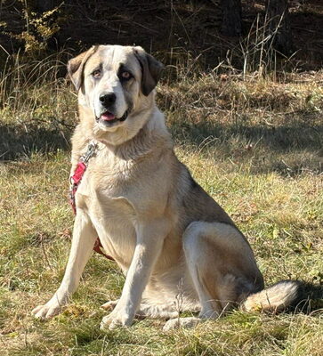 Lady Anne freut sich auf IHRE Menschen, Mischling - Hündin