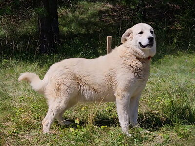 Lady Carolina sucht liebevolle Menschen, Mischling - Hündin