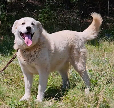 Lady Carolina sucht liebevolle Menschen, Mischling - Hündin
