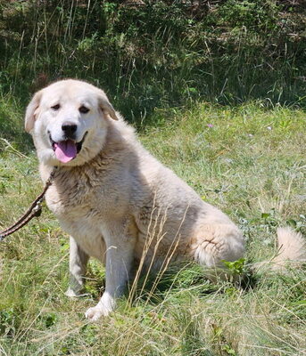 Lady Carolina sucht liebevolle Menschen, Mischling - Hündin