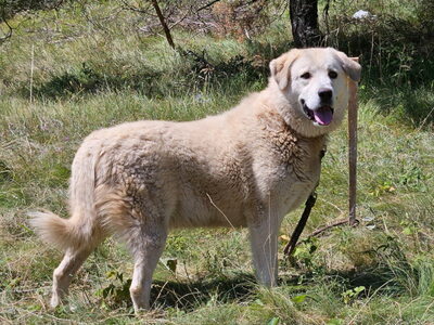 Lady Carolina wünscht sich ein liebevolles Zuhause, Mischling - Hündin