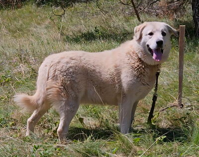 Lady Carolina wünscht sich ein liebevolles Zuhause, Mischling - Hündin