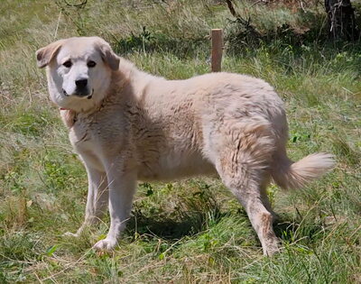 Lady Carolina wünscht sich ein liebevolles Zuhause, Mischling - Hündin