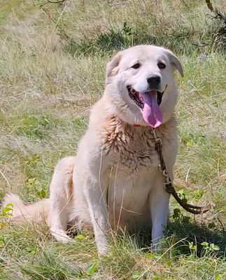 Lady Carolina wünscht sich ein liebevolles Zuhause, Mischling - Hündin