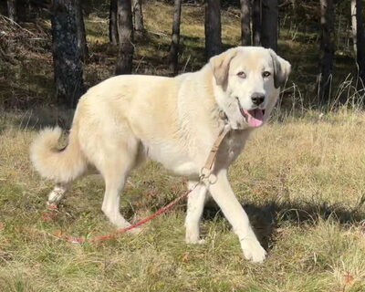 Lady Diana möchte IHNEN Freude bereiten, Mischling - Hündin
