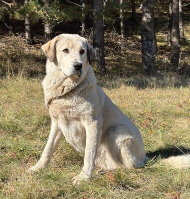 Lady Diana möchte IHNEN Freude bereiten, Mischling - Hündin