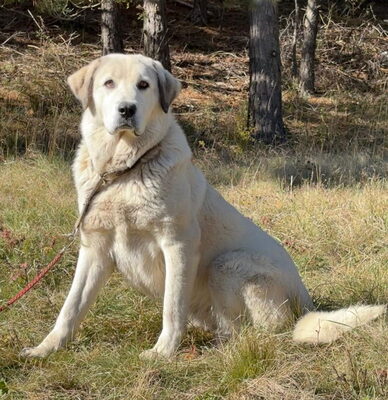 Lady Diana möchte IHNEN Freude bereiten, Mischling - Hündin