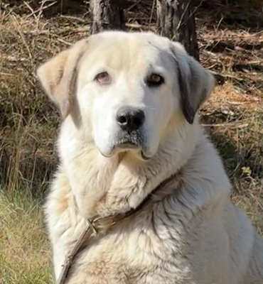Lady Diana möchte IHNEN Freude bereiten