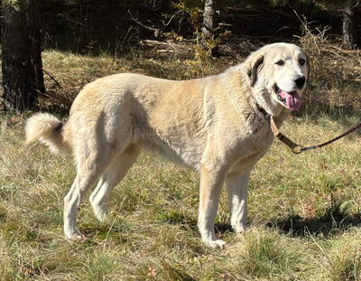 Lady Diana möchte IHNEN Freude bereiten, Mischling - Hündin