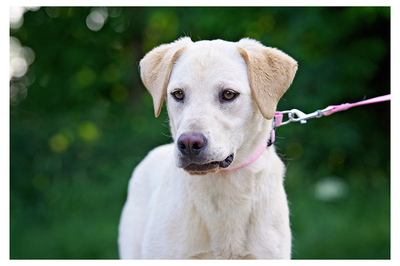 Lady, Labrador / Magyar Vizsla Mischung Welpen - Hündin