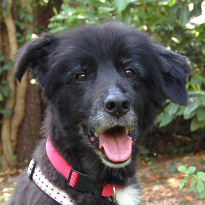 Lady Lilly, Bobtail-Mix - Hündin