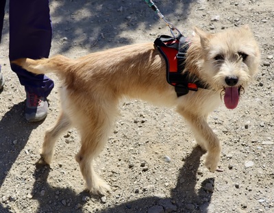 Lady, Mix - Hündin