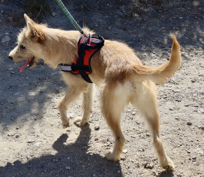 Lady, Mix - Hündin