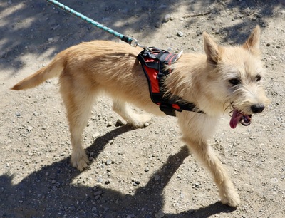 Lady, Mix - Hündin