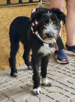 Lady, Mix - Hündin