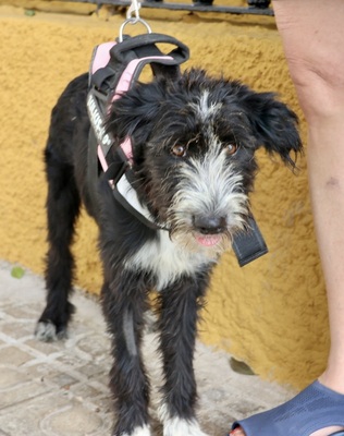 Lady, Mix - Hündin