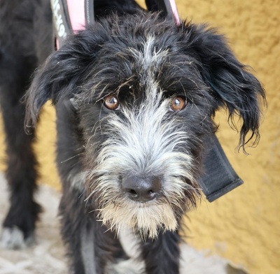 Lady, Mix - Hündin