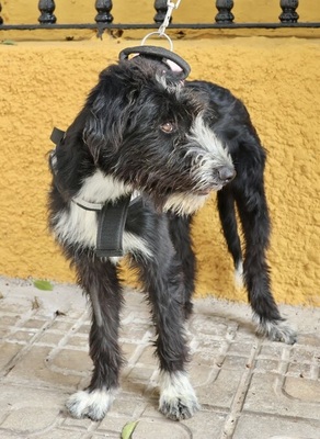 Lady, Mix - Hündin