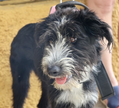 Lady, Mix - Hündin