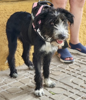 Lady, Mix - Hündin