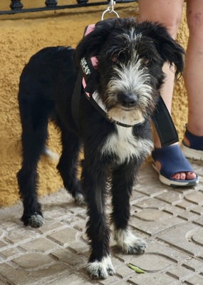 Lady, Mix - Hündin
