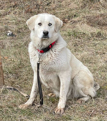 Lady Sanja sucht erfahrene Menschen, Mischling - Hündin