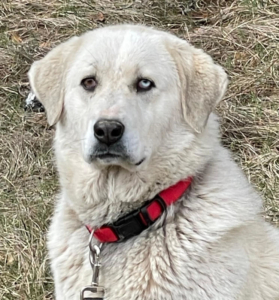 Lady Sanja sucht hundeerfahrene Menschen, Mischling - Hündin