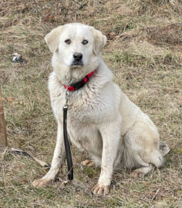 Lady Sanja sucht hundeerfahrene Menschen, Mischling - Hündin