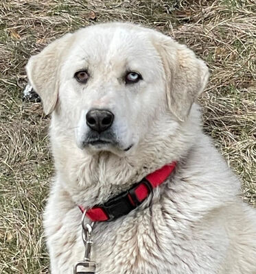 Lady Sanja sucht hundeerfahrene Menschen, Mischling - Hündin