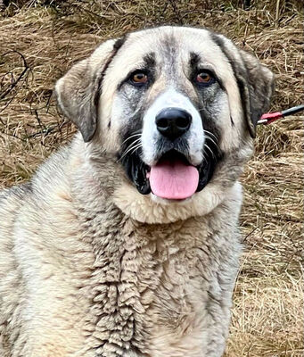 Lady Suzanna möchte IHRE Menschen glücklich machen, Mischling - Hündin